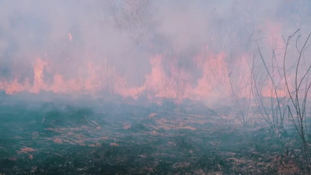 Le feu dans la forêt. Brûler l'herbe sèche, les arbres et les roseaux. Un feu de forêt. Mouvement lent .
