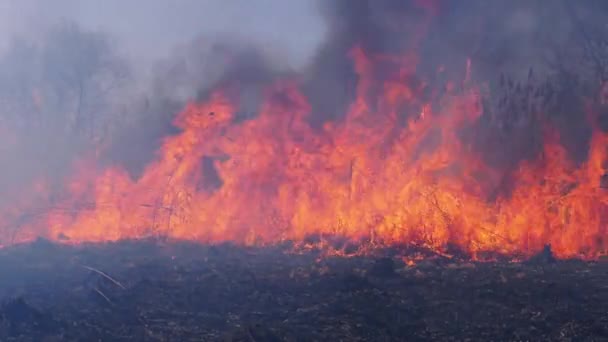 森の中の火事だ。乾燥草、木や葦の燃焼。野火だ。スローモーション. — ストック動画