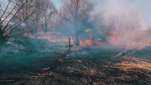 Požár v lese. Hořící suchá tráva, stromy a rákosí. Divoký oheň. Pomalý pohyb. — Stock video