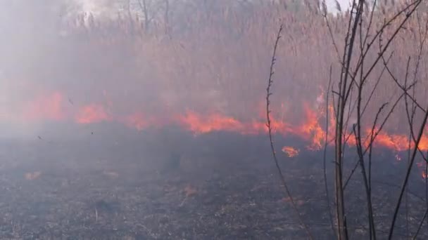 Požár v lese. Plamen z hořící suché trávy, stromů a rákosí. Pomalý pohyb — Stock video