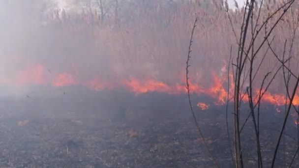 Incendio nella foresta. Fiamma da erba secca in fiamme, alberi e canne. Rallentatore — Video Stock