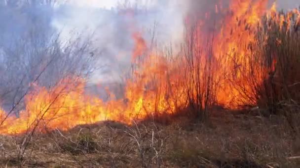 Le feu dans la forêt. Brûler l'herbe sèche, les arbres et les roseaux. Un feu de forêt. Mouvement lent .