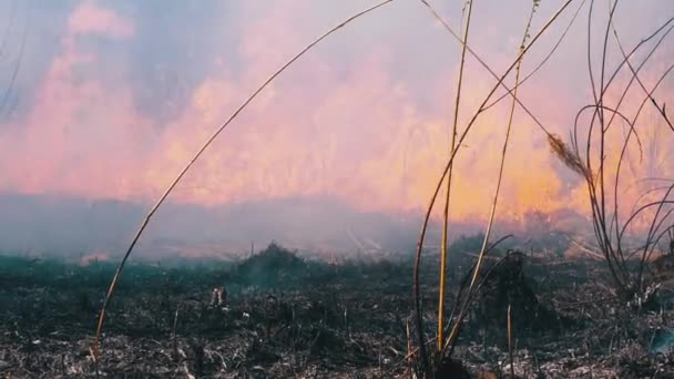 森林失火。燃烧干草、树木和芦苇的火焰。慢动作 — 图库视频影像