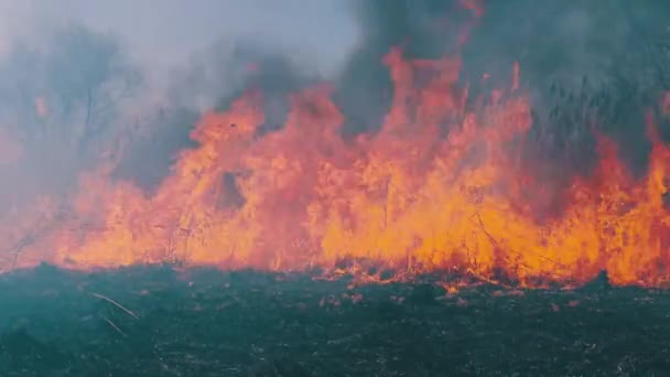 Вогонь у лісі. Спалення сухих трав, дерев і очерету. Вогонь! Повільний рух. — стокове відео