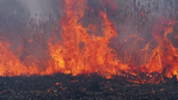 Le feu dans la forêt. Brûler l'herbe sèche, les arbres et les roseaux. Un feu de forêt. Mouvement lent . — Video