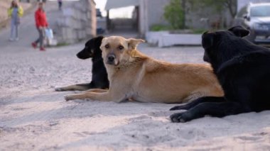 Bir grup evsiz köpek sokakta yalan söylüyor ve oyun oynuyor. Otoparkta Üç Bekçi Köpeği
