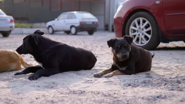 Grupa bezdomnych psów leży na ulicy. Cztery psy strażnicze na parkingu samochodowym — Wideo stockowe