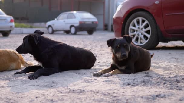 Groupe de Chiens Sans-abri Couché sur la rue. Quatre chiens de garde sur le parking — Video