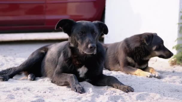 ホームレスの犬2匹が通りに横たわっている。駐車場のヤードガード犬 — ストック動画