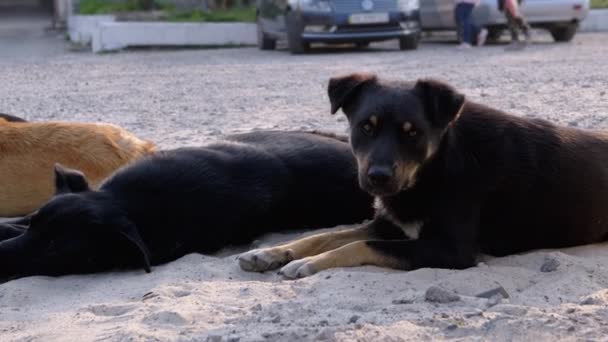 Ένα τσούρμο άστεγοι σκύλοι κείτονται στο δρόμο. Τέσσερις φύλακες σκυλιά στο χώρο στάθμευσης αυτοκινήτων — Αρχείο Βίντεο