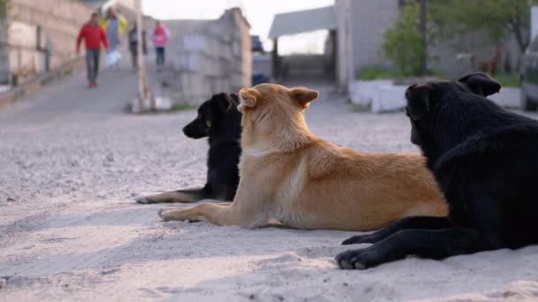 Grupo de perros sin hogar yacen en la calle. Tres perros guardianes en el aparcamiento — Vídeos de Stock