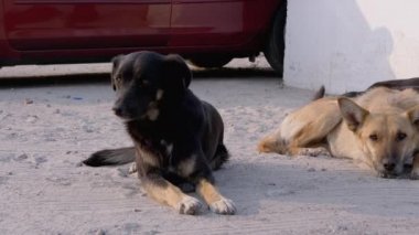 Sokakta yatan evsiz köpek sürüsü. Otopark 'ta Dört Bekçi Köpeği