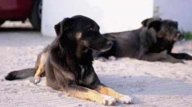 Sokakta yatan iki evsiz köpek. Otopark 'ın Bekçi Köpekleri