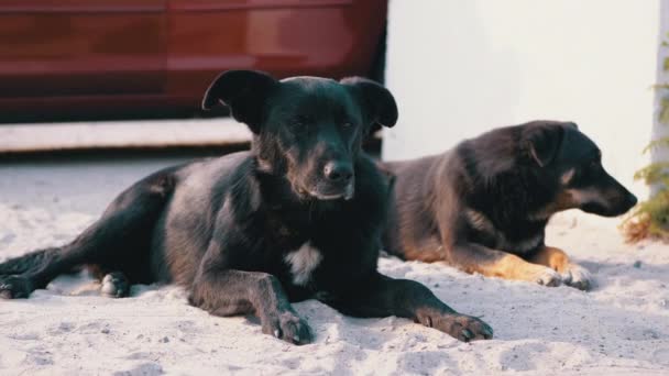 Dos perros sin hogar yacen en la calle. Perros guardianes del patio en el aparcamiento — Vídeo de stock