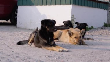 Sokak Köpekleri Sokağı 'nda Yalan Söylüyor ve Oynuyorlar. Otoparkta Dört Bekçi Köpeği