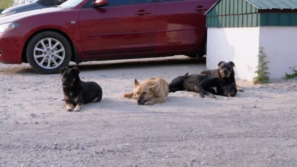 Grupo de perros sin hogar yacen en la calle. Cuatro perros guardianes en el aparcamiento — Vídeo de stock