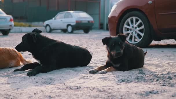 Grupo de perros callejeros yacen en la calle y jugando. Cuatro perros guardianes en el estacionamiento — Vídeos de Stock
