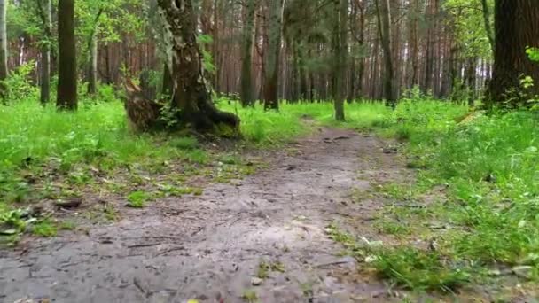 Wandern auf einem Weg im Grünen Wald. Pov von Wanderer zu Fuß auf Waldweg. — Stockvideo