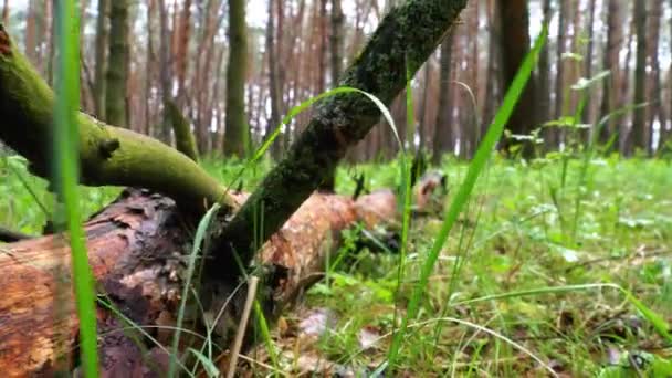 Spadł z drzewa w Dzikim Lesie. Kamera porusza się w Woodland. Klęski na zielonych roślinach — Wideo stockowe