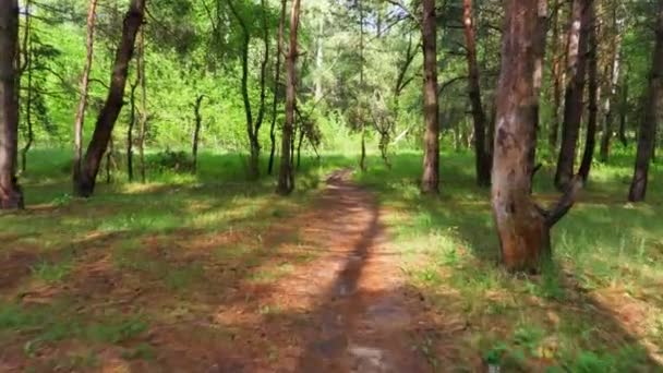 Springer på en stig i den gröna skogen. Pov av vandrare Vandring på trä Trail. — Stockvideo