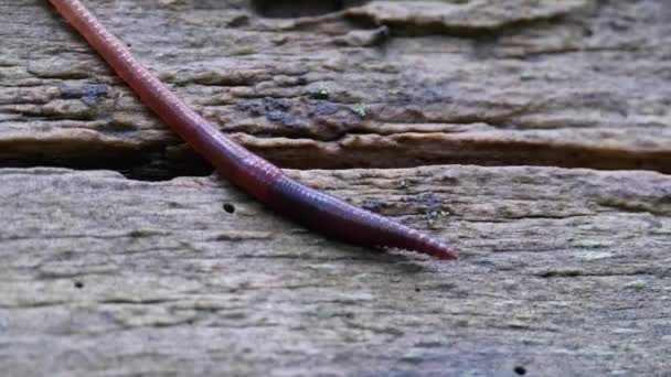 Aardworm in het bos op een boomstam. Langwormwriebels en kruipen. — Stockvideo