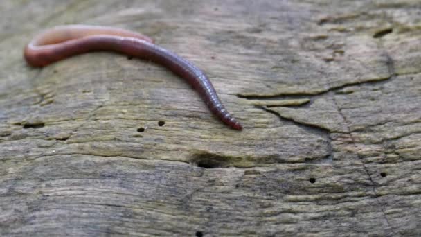 Earthworm in the Forest on a Tree Log. Long Worm Wriggles and Crawls. — Stock Video