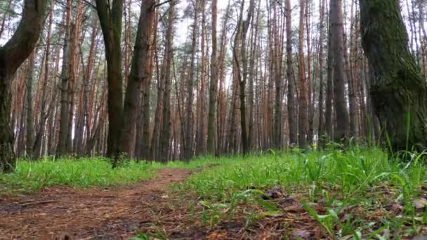 Path in the Green Forest. Steadicam shot. — Stock Video