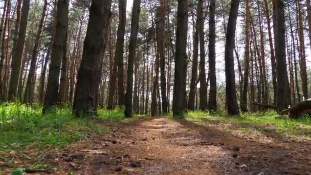 POV 하이킹은 그린 포레스트를 통해 트레일 패스를 통해 이루어진다. 숲 속의 길을 걷는 모습 — 비디오