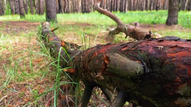 Spadl strom v divokém lese. Kamera se pohybuje ve Woodlandu. Protokolovat lži na zelených rostlinách — Stock video