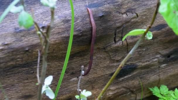 Земляной червь в лесу на дереве. Длинные черви и ползания . — стоковое видео