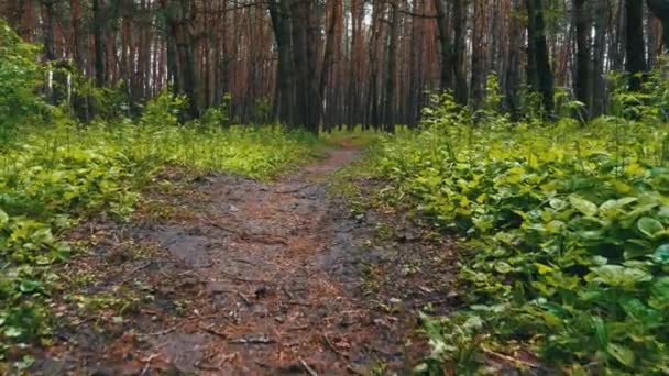 Går på en stig i den gröna skogen. Pov av vandrare Vandring på trä Trail. — Stockvideo