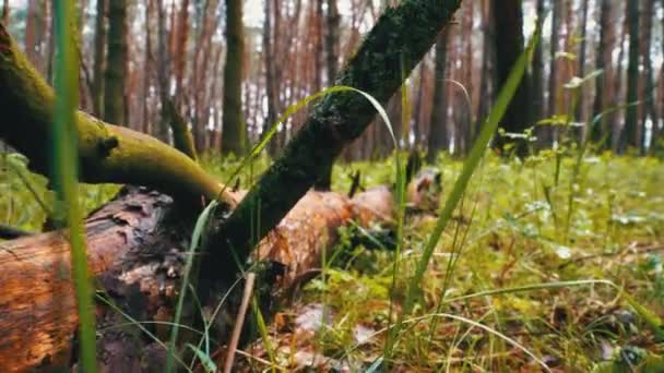 Arbre abattu dans la forêt sauvage. Caméra se déplace à Woodland. Log mensonges sur les plantes vertes 