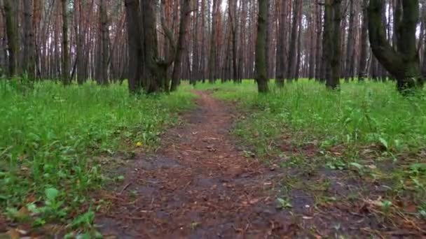 緑の森の道を歩く。木道を歩くハイカーのpov. — ストック動画