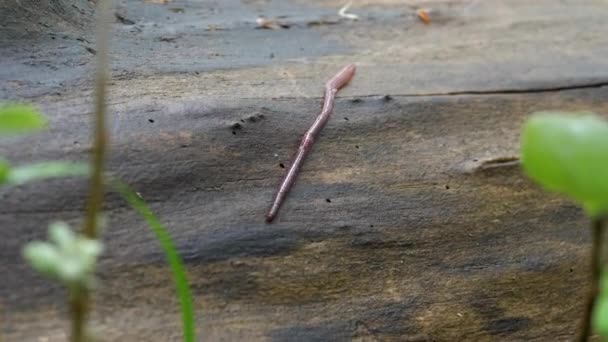 Earthworm in the Forest on a Tree Log. Long Worm Wriggles and Crawls. — Stock Video
