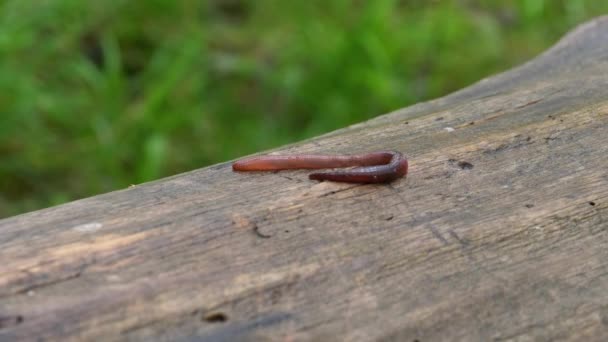 Aardworm in het bos op een boomstam. Langwormwriebels en kruipen. — Stockvideo