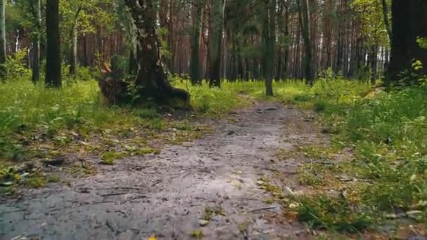 Шлях у зеленому лісі. Пов "я подорожнього, який ходить по деревах. — стокове відео