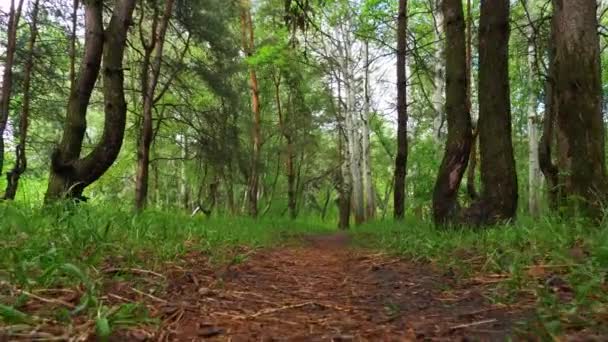 Прогулка по тропе через зеленый лес. Хождение по тропинке в настроениях — стоковое видео