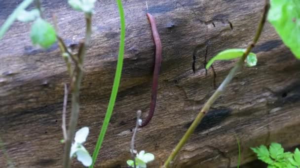 Verme terrestre nella foresta su un tronco d'albero. Verme lungo si contorce e striscia . — Video Stock