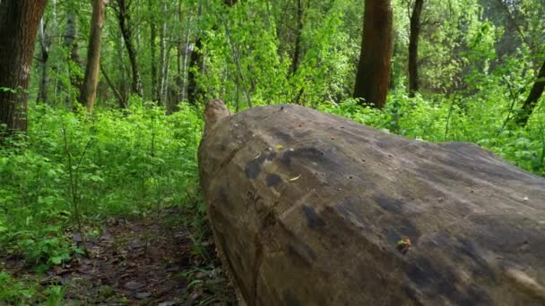 Felled Tree in Wild Forest. Camera Moves in Woodland. Log Lies on Green Plants — Stock Video