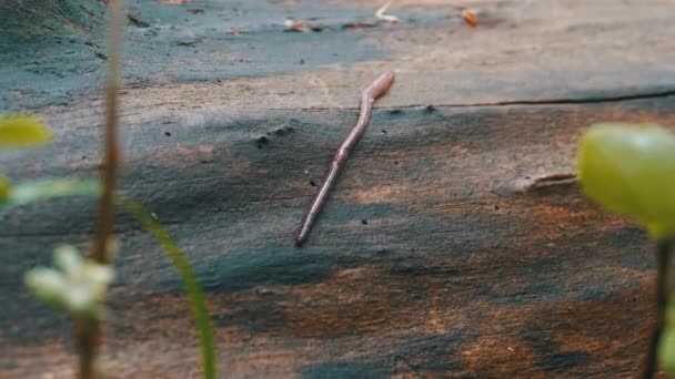 Vers de terre dans la forêt sur un tronc d'arbre. Longue Wriggles ver et les rampements .