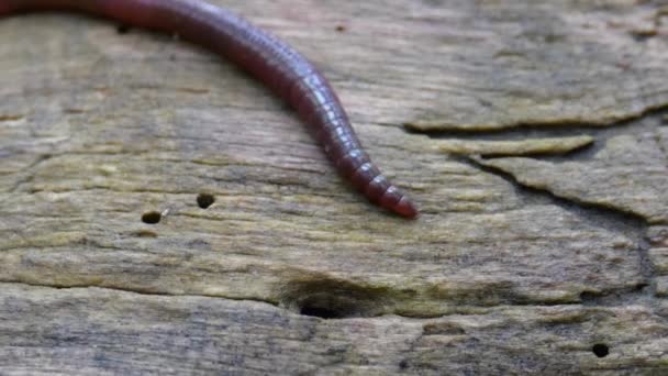 Earthworm in the Forest on a Tree Log. Long Worm Wriggles and Crawls. — Stock Video