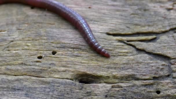 Verme terrestre na floresta em um registro de árvore. Verme longo Wriggles and Crawls . — Vídeo de Stock