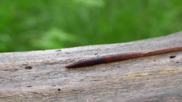 Dżdżownica w lesie na drzewie. Długie wijące się robaki i pełzające. — Wideo stockowe
