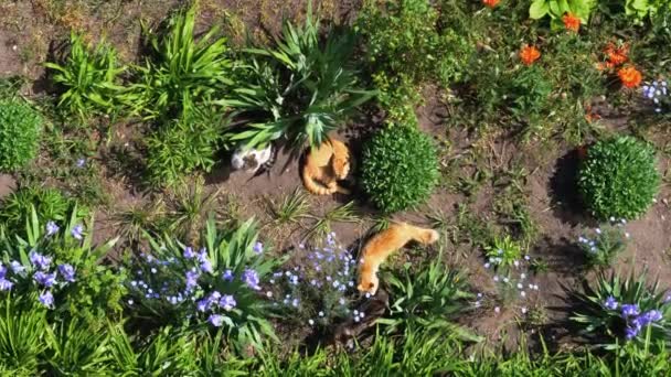 Fyra hemlösa katter spelar i en grön trädgård på baksidan Yard — Stockvideo