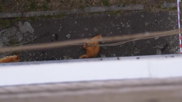 Homeless Cats are Played with Ropes that Hang from Industrial Climber on Building — Stock Video