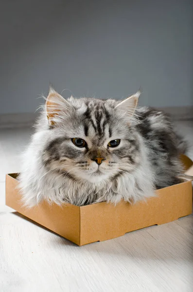 Un gato peludo gris-negro está sentado en una pequeña caja . — Foto de Stock