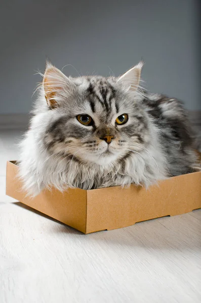 Ένα γούνινο γκρι-μαύρη γάτα κάθεται σε ένα μικρό κουτί. — Φωτογραφία Αρχείου
