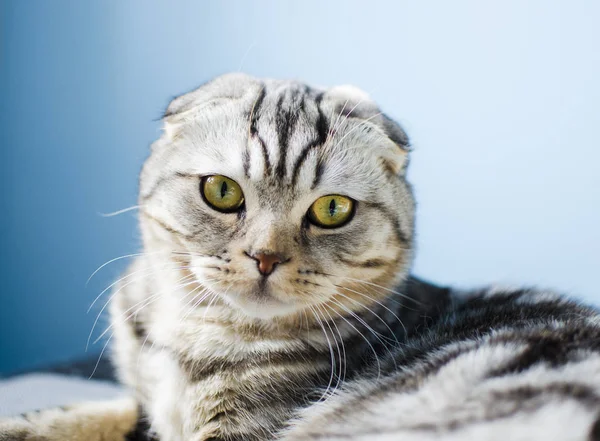 Een grijze fluffy Schotse droeve kat kijkt naar de camera. — Stockfoto