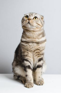 güzel ve şirin İskoç kedi sevimli beyaz izolatör üzerinde oturan