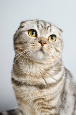 Güzel bir İskoç kedi. Hayvanları Koruma.